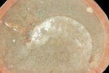 Unidentified Fossil Shrimp - Illinois #120976-2